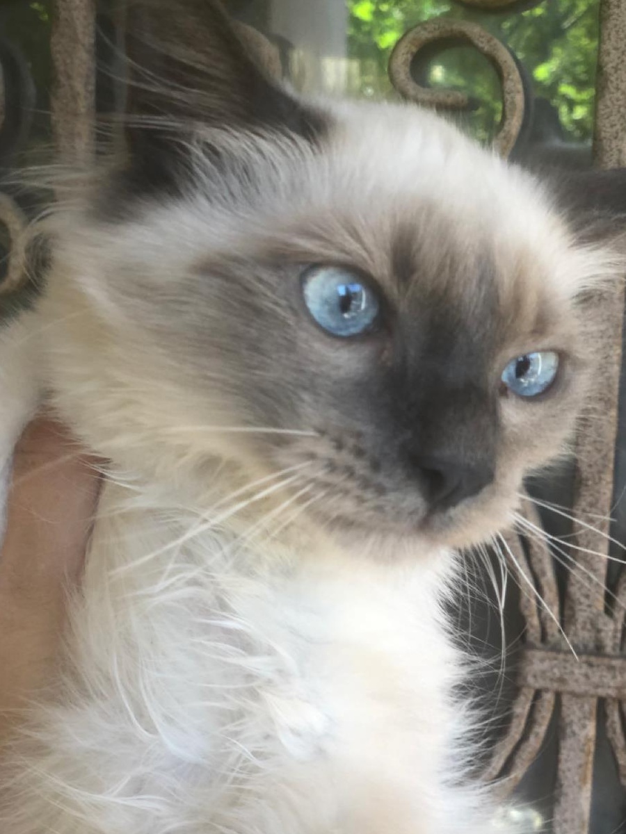 Motanei ragdoll!!Poze reale!