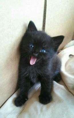 motanel british blak