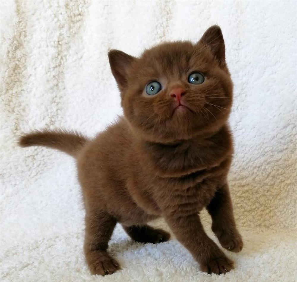 motanel british chocolate