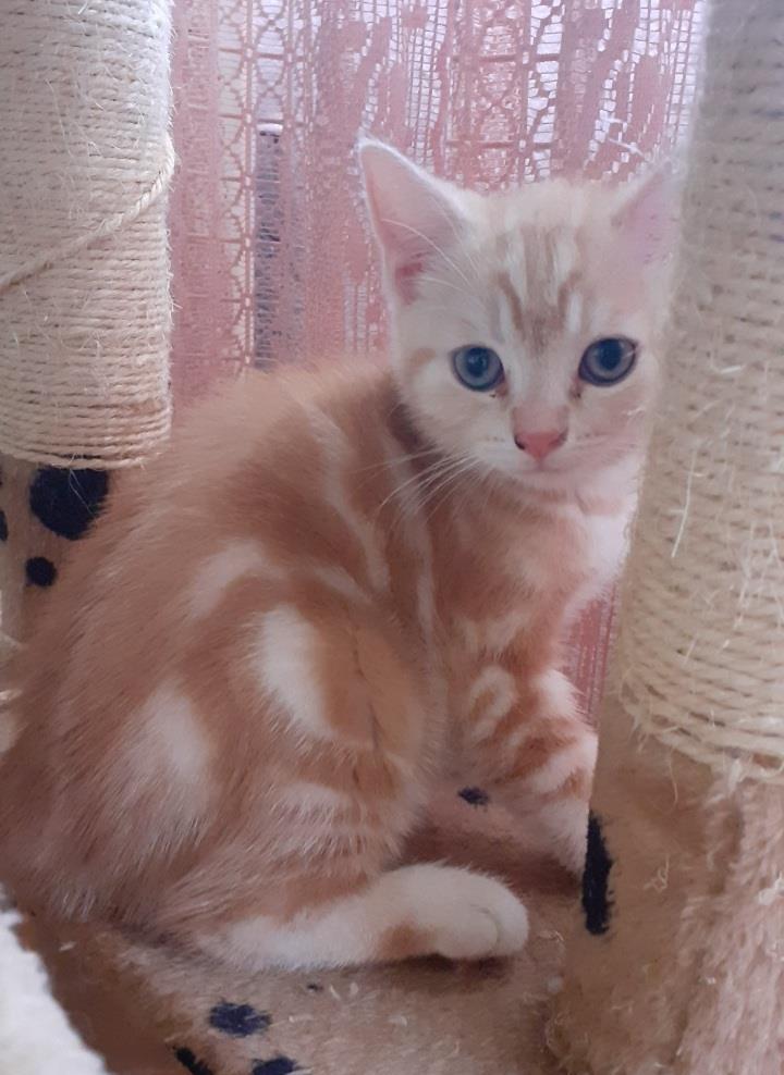 Motanel British Sorthair Golden Tabby