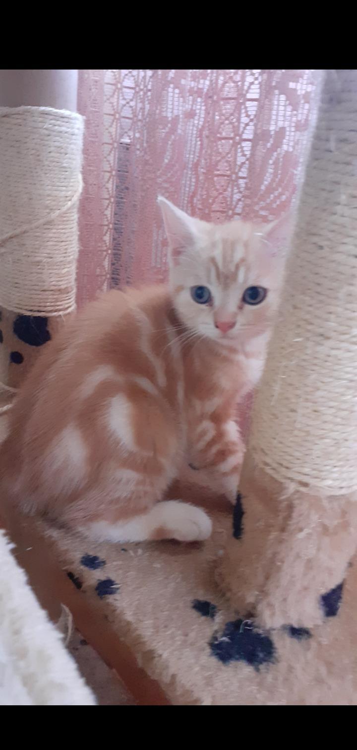 Motanel British Sorthair Golden Tabby