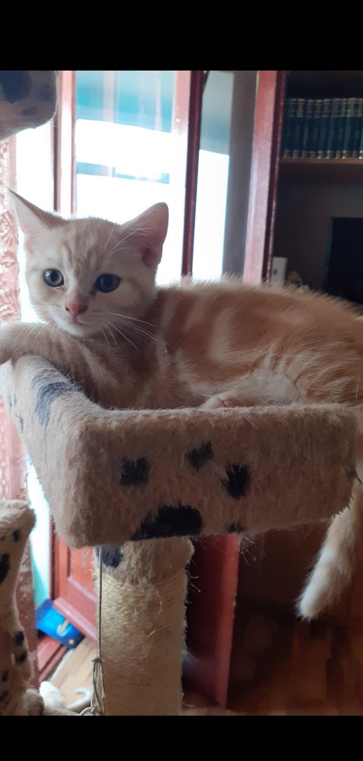 Motanel British Sorthair Golden Tabby