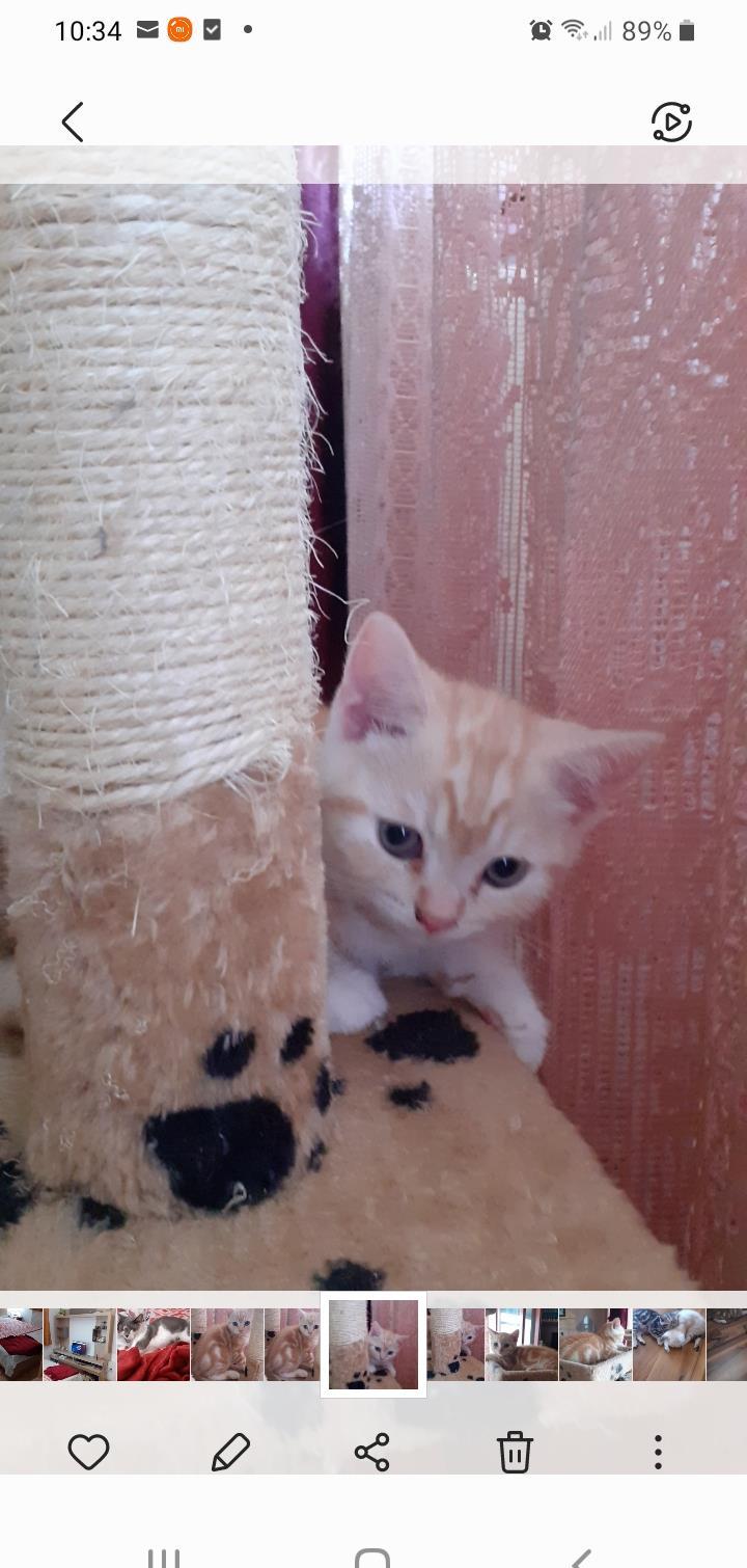 Motanel British Sorthair Golden Tabby