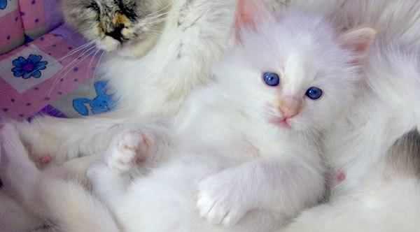 motanel ragdoll lynx point