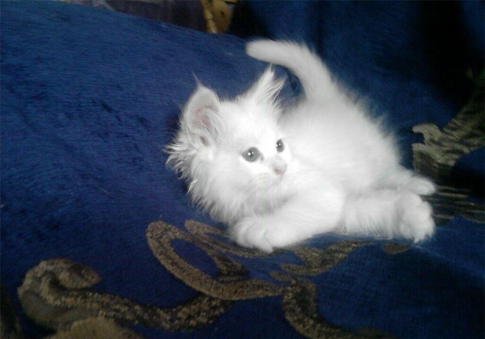 motanel ragdoll lynx point