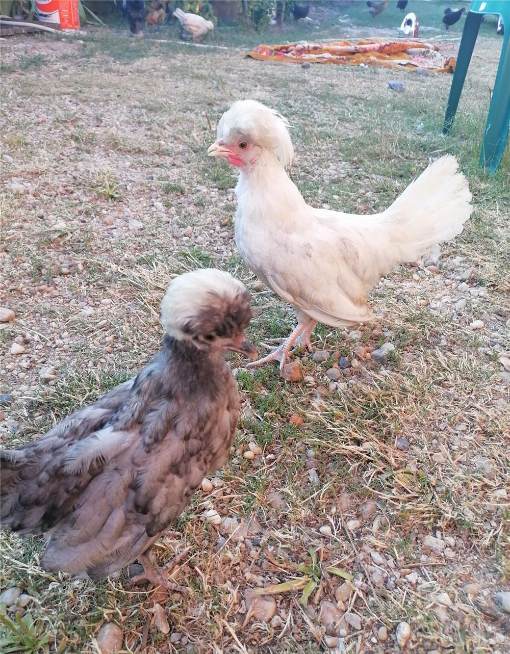 Motata olandeză