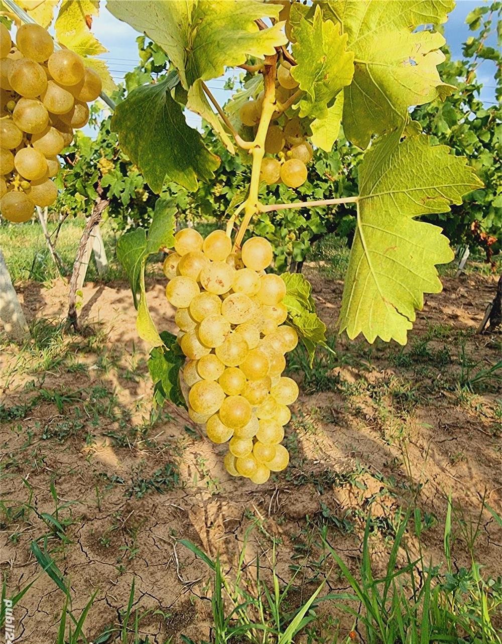 Muscat Otonel
