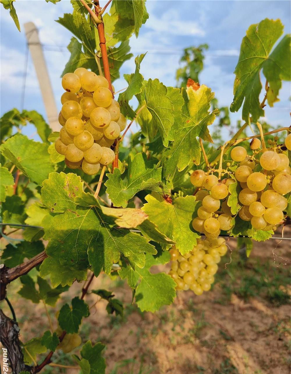 Muscat Otonel