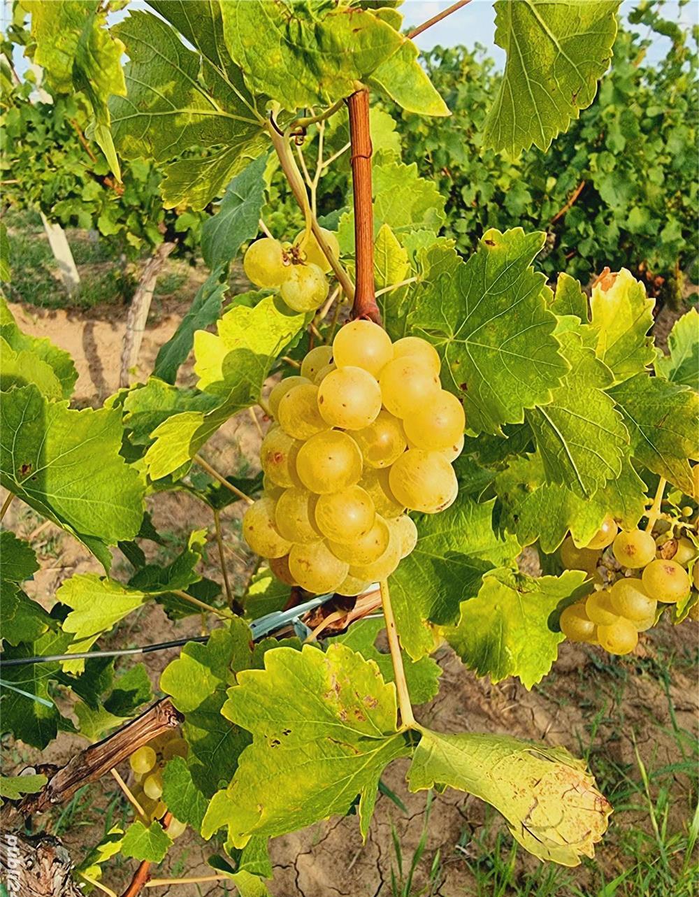 Muscat Otonel