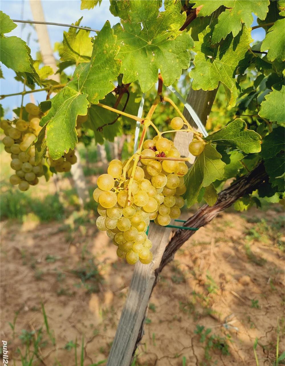 Muscat Otonel