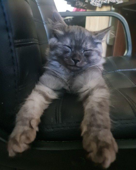Nădragi Pufoși  #British motănel #kitten