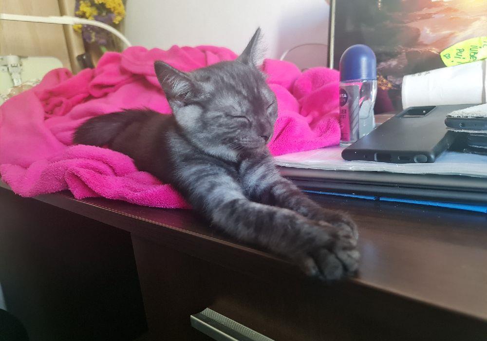 Nădragi Pufoși  #British motănel #kitten