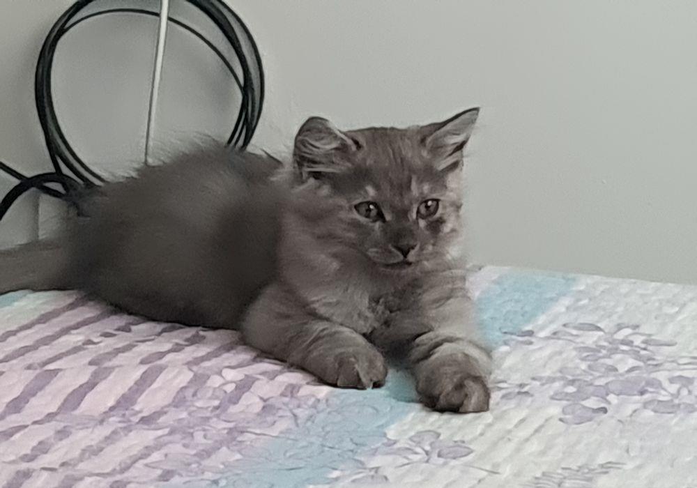 Nădragi Pufoși  #British motănel #kitten
