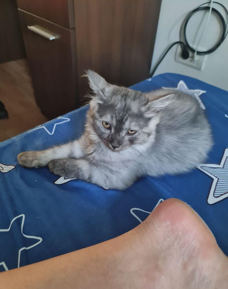 Nădragi Pufoși  #British motănel #kitten