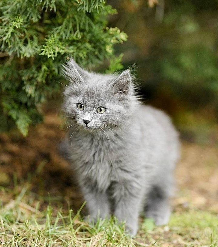 Nebelung