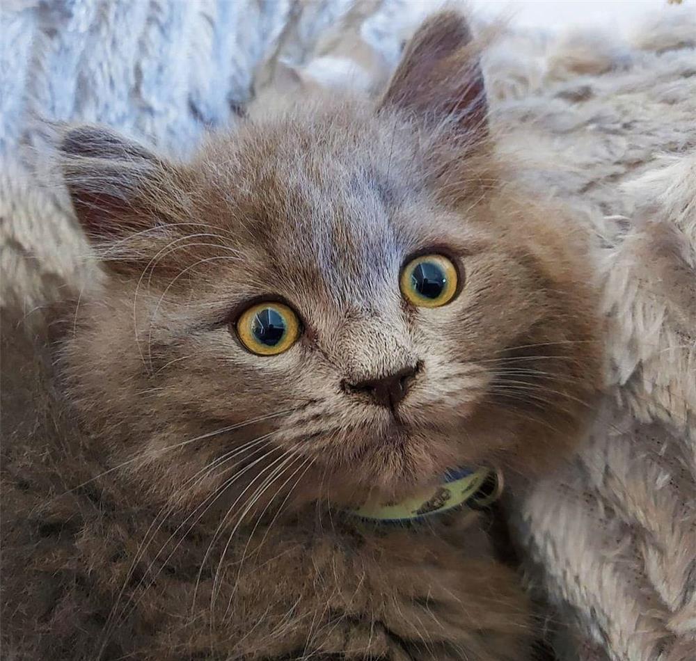 Nebelung