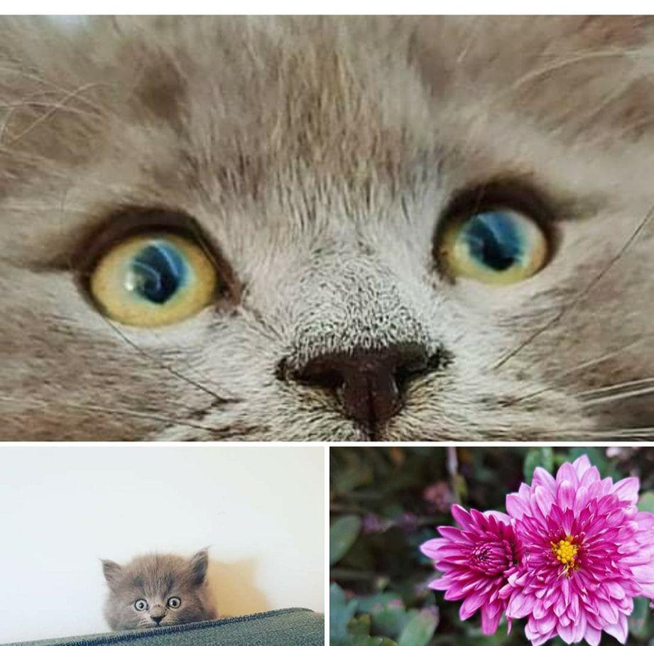 Nebelung
