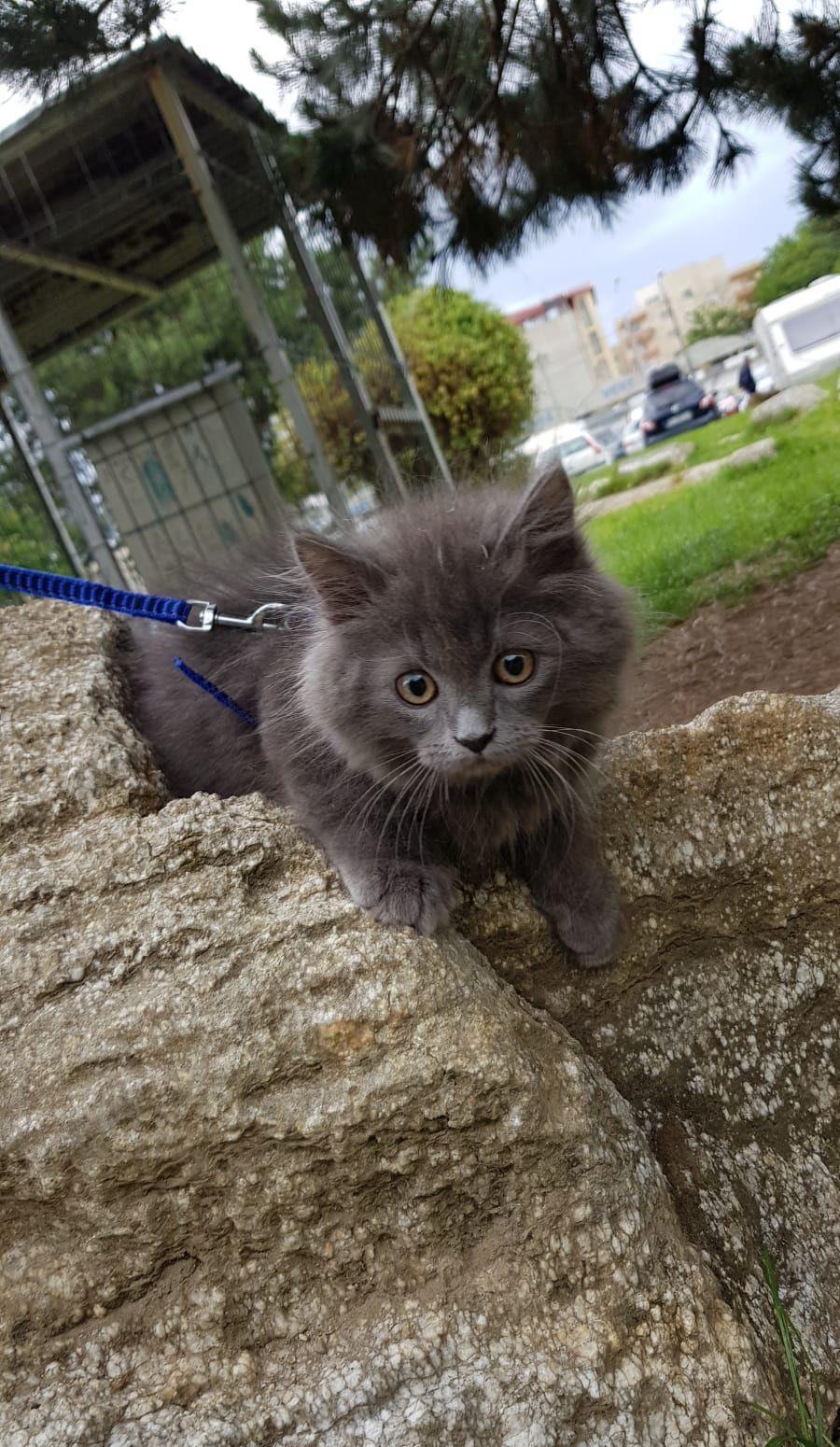 Nebelung