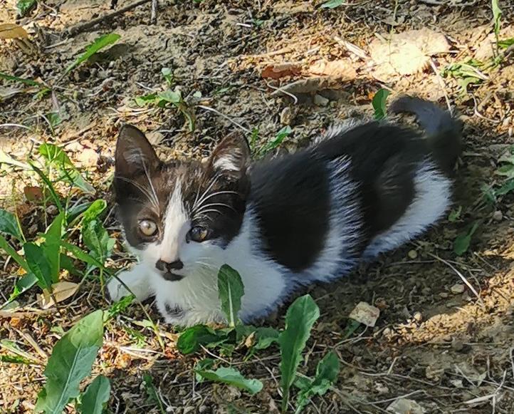 O pisicuta, de 2 luni, pentru adopție în Pitesti, Albota, Argeș