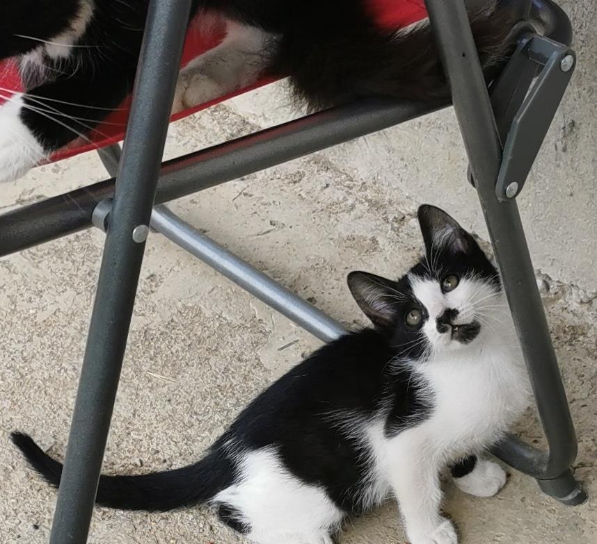 O pisicuta, de 2 luni, pentru adopție în Pitesti, Albota, Argeș