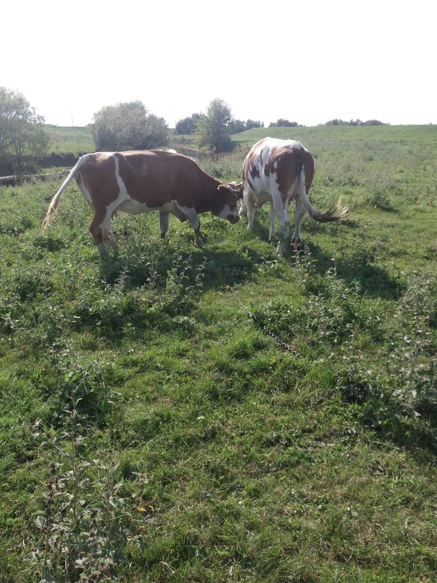 O vacă gestanta si o junincă