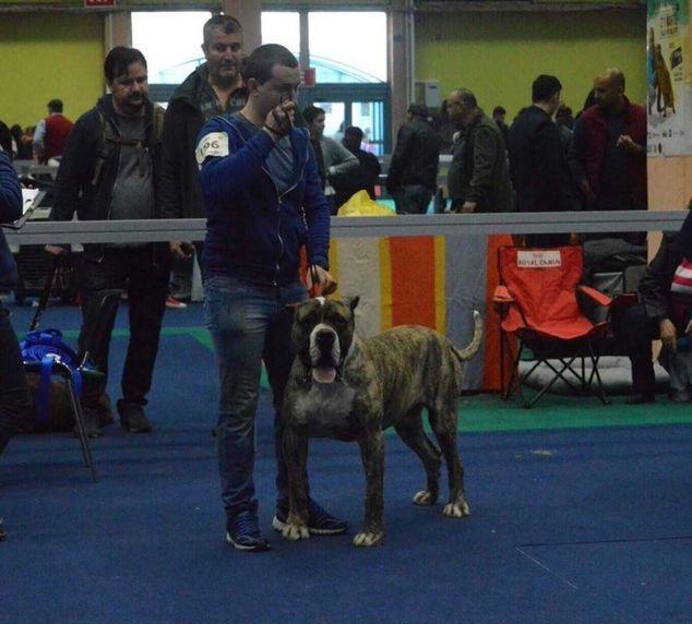 Ofer dau mascul Presa Dogo Canario pedigree canisa Giurgiu masculi