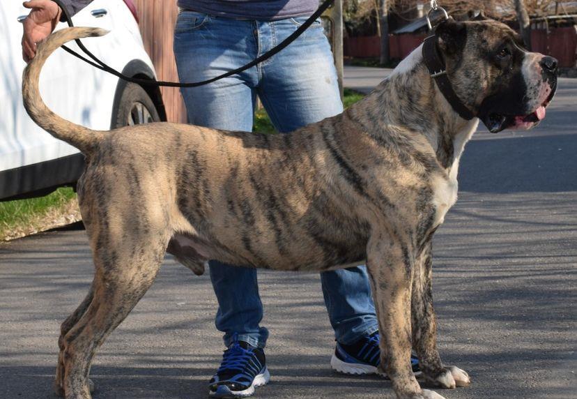 Ofer dau mascul Presa Dogo Canario pedigree canisa Giurgiu masculi