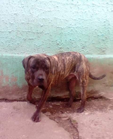 Ofer dau mascul Presa Dogo Canario pedigree canisa Giurgiu masculi