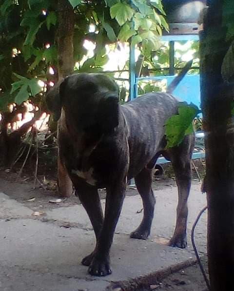 Ofer dau mascul Presa Dogo Canario pedigree canisa Giurgiu masculi