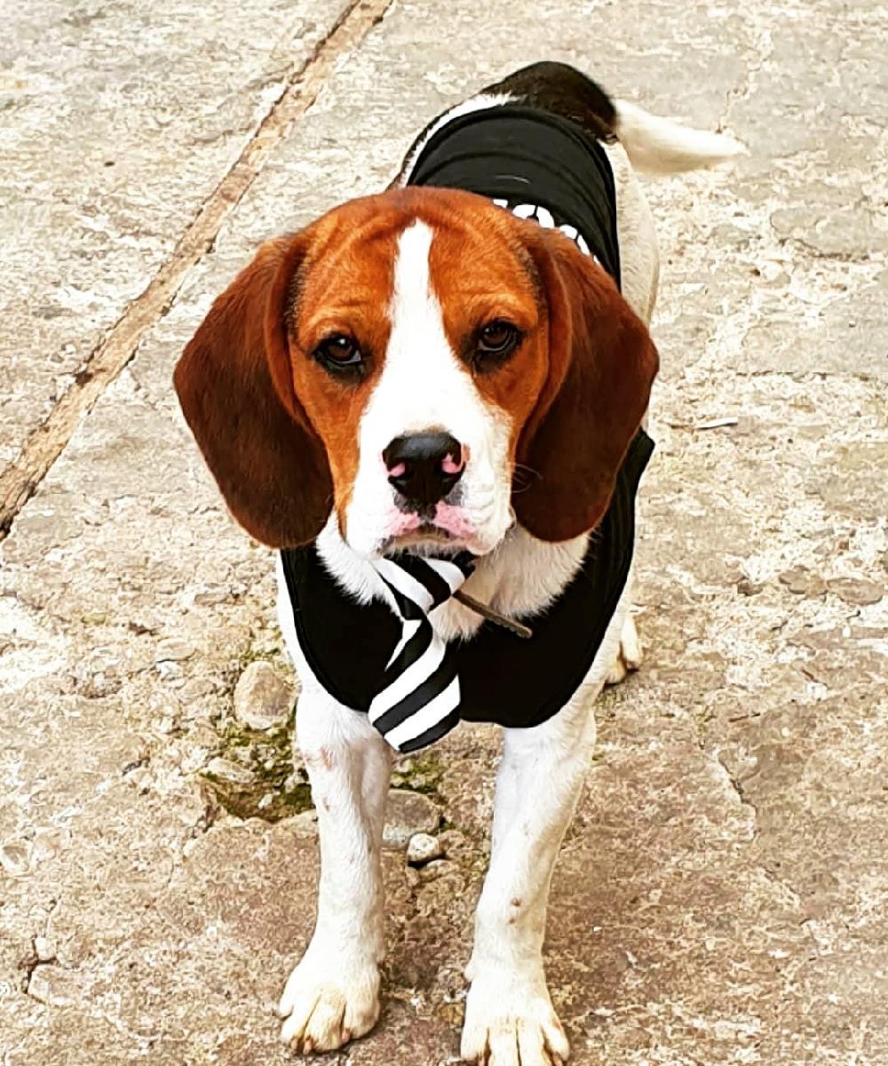 Ofer mascul Beagle pentru monta