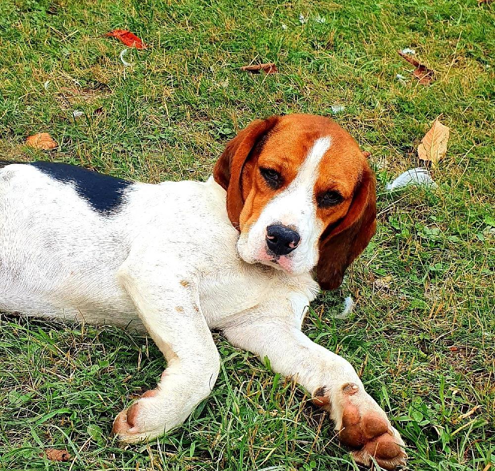 Ofer mascul Beagle pentru monta