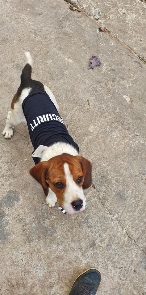 Ofer mascul Beagle pentru monta