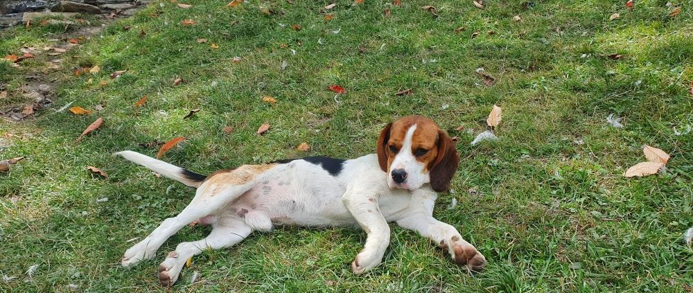 Ofer mascul Beagle pentru monta