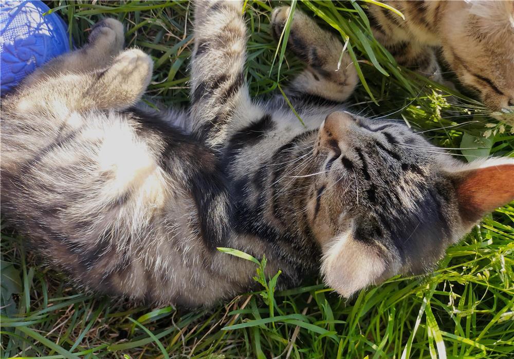 Ofer spre adopție pui de pisică