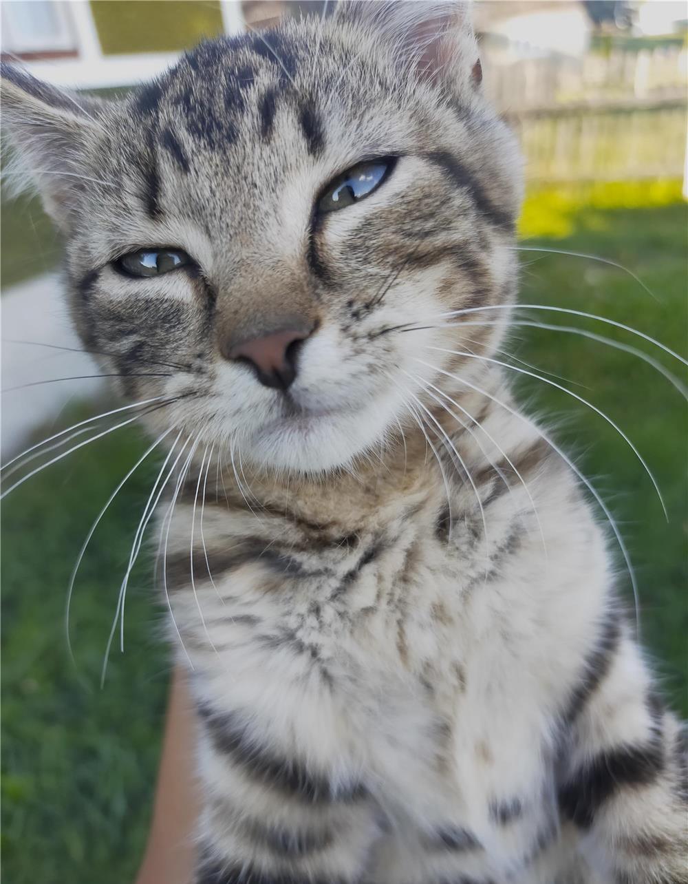 Ofer spre adopție pui de pisică
