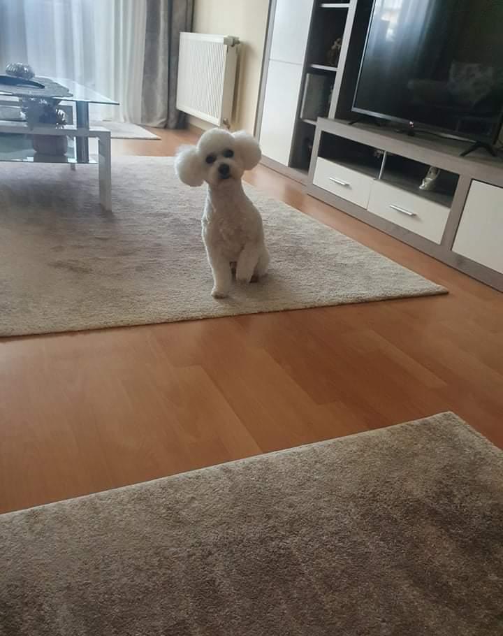 Ofer spre monta (împerechere) Bichon mascul