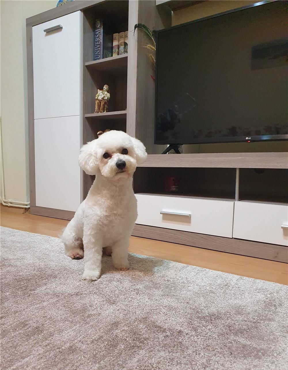 Ofer spre monta (împerechere) Bichon mascul