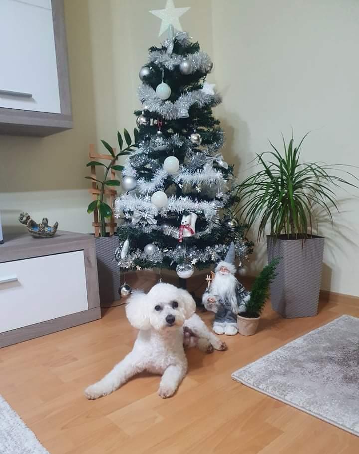 Ofer spre monta (împerechere) Bichon mascul