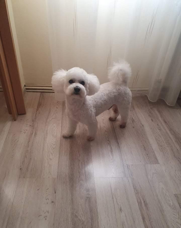 Ofer spre monta (împerechere) Bichon mascul