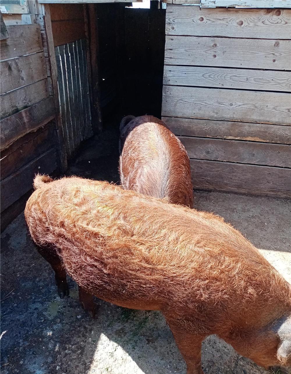 Oferta porci mangalita