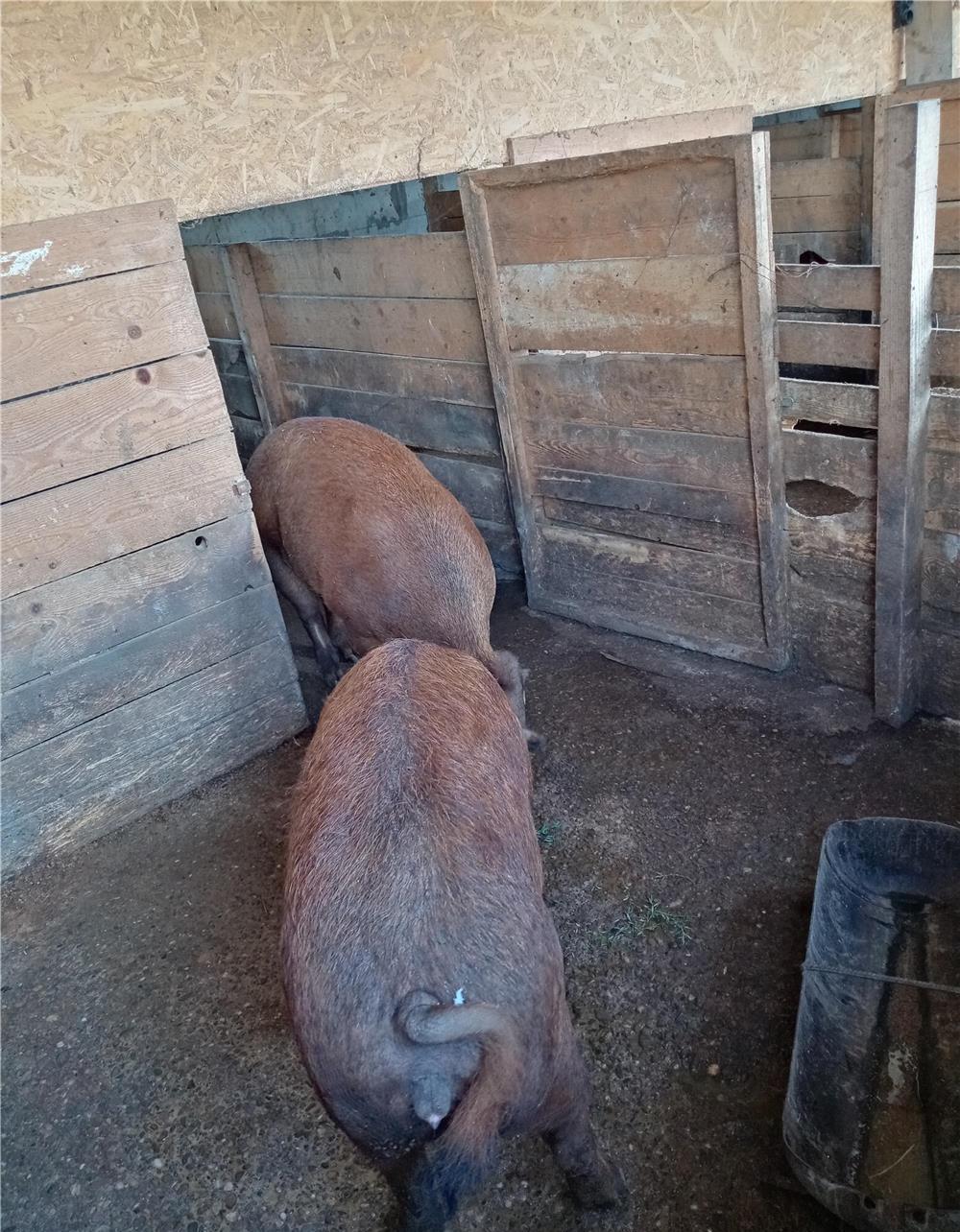 Oferta porci mangalita