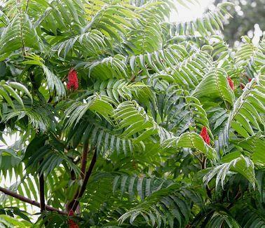 Otetar rosu (Rhus typhina)sumac -arbore ornamental 10+5 gratis