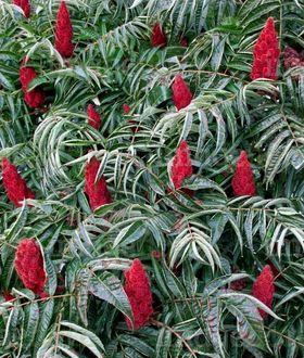 Otetar rosu (Rhus typhina)sumac -arbore ornamental 10+5 gratis