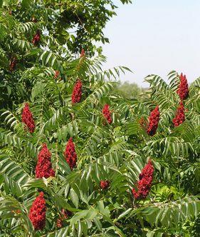 Otetar rosu (Rhus typhina)sumac -arbore ornamental 10+5 gratis