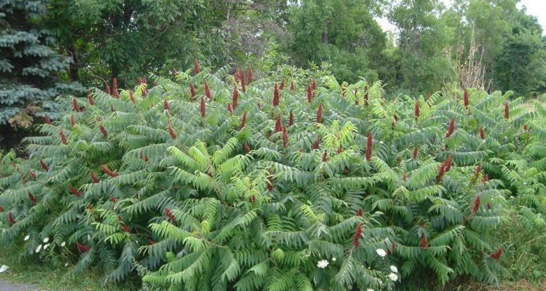 Otetar rosu (Rhus typhina)sumac -arbore ornamental 10+5 gratis