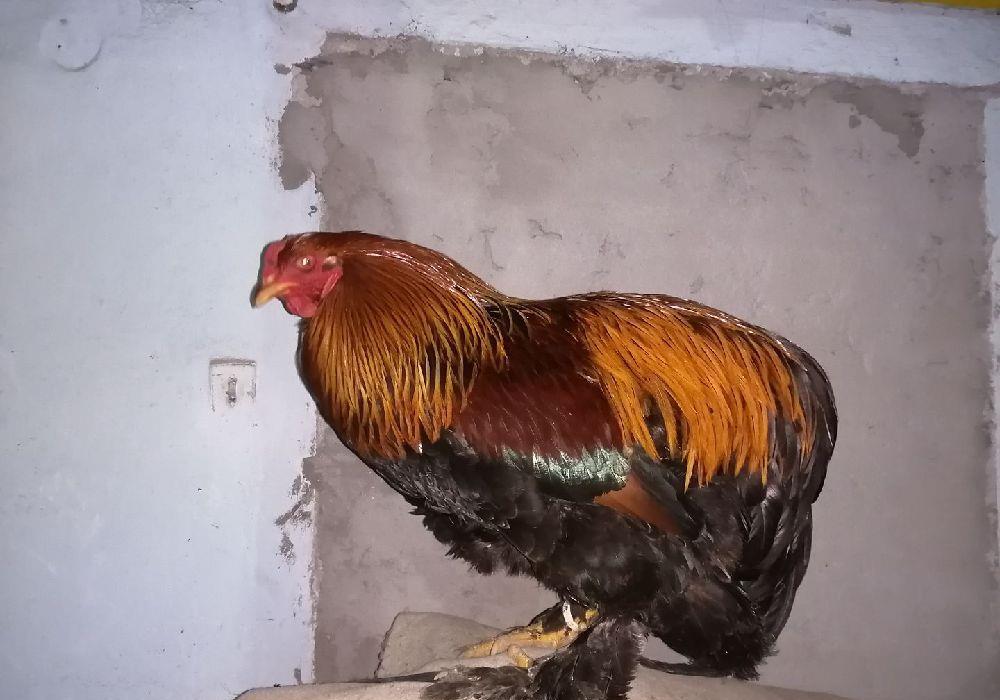 Oua de casa