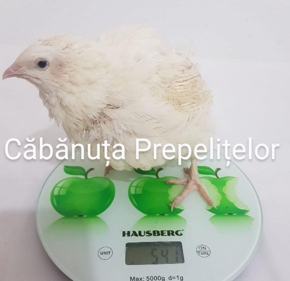 Ouă de prepeliță pentru incubat