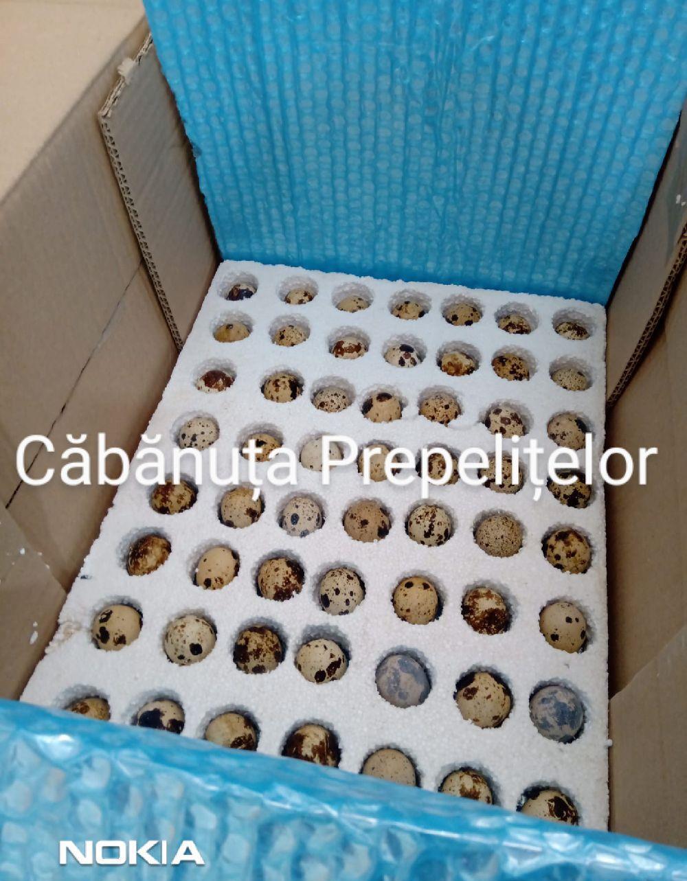 Ouă de prepeliță pentru incubat