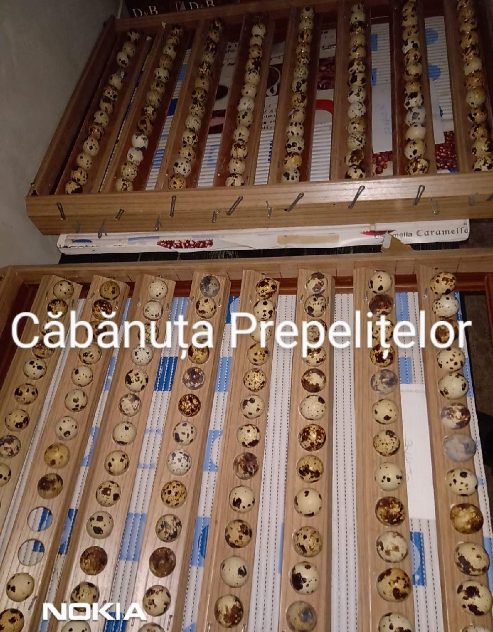 Ouă de prepeliță pentru incubat