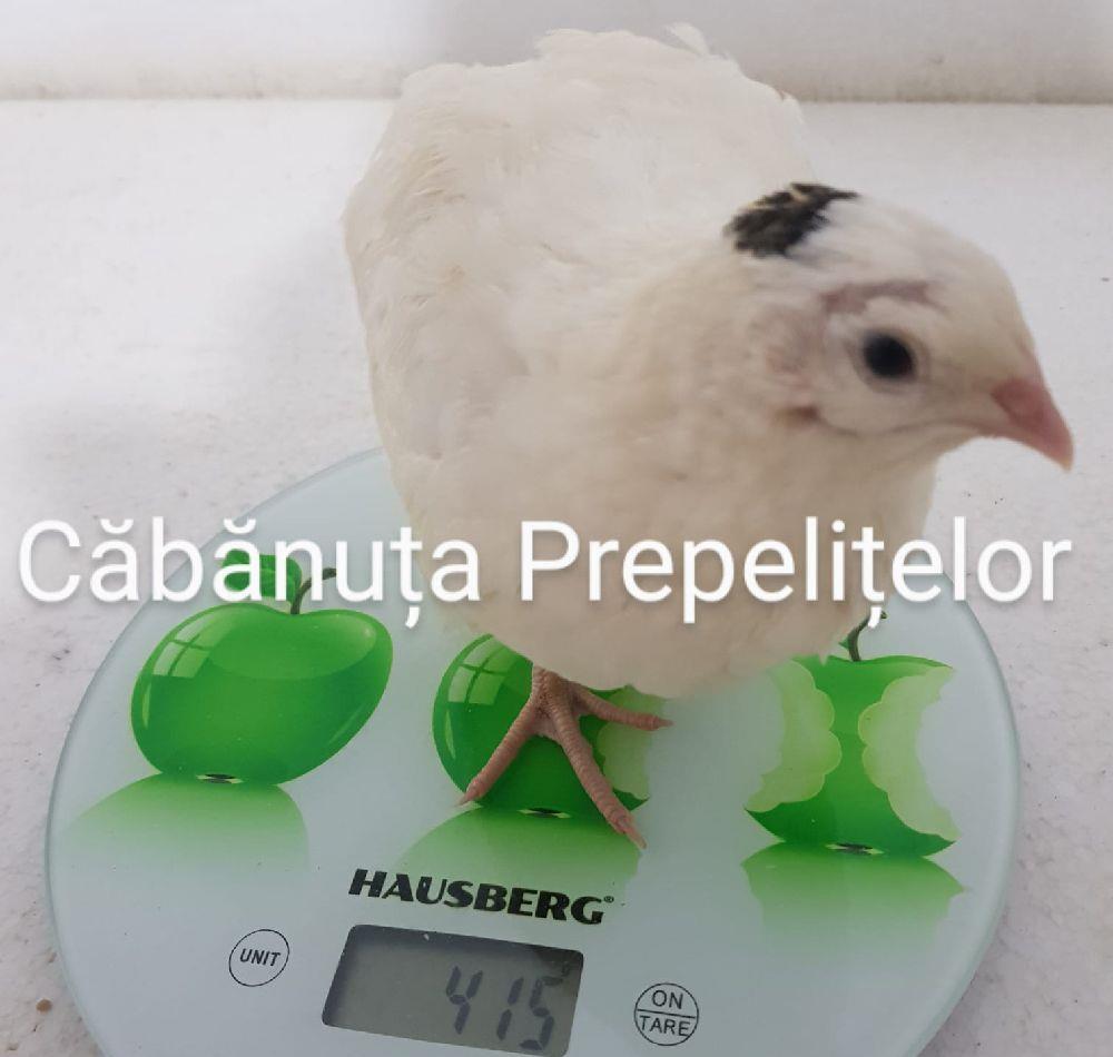 Ouă prepeliță consum